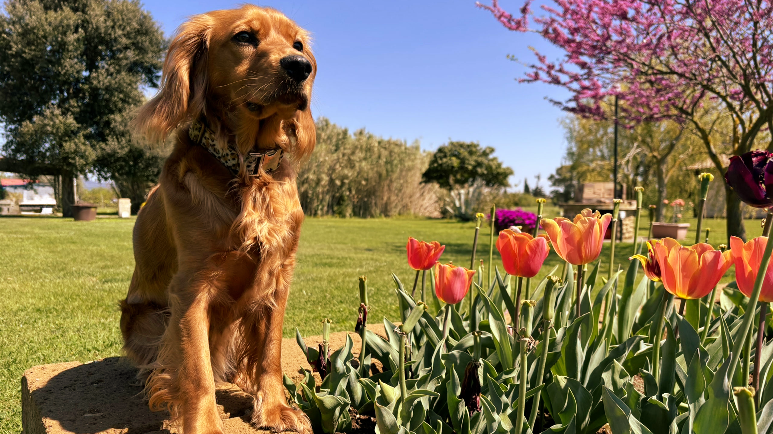Agriturismo Pet Friendly a Castiglione della Pescaia Agriturismo Paradiso vicino al mare